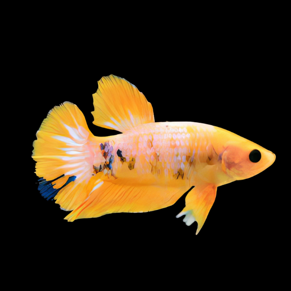 Premium Betta Female Hellboy Yellow 3cm