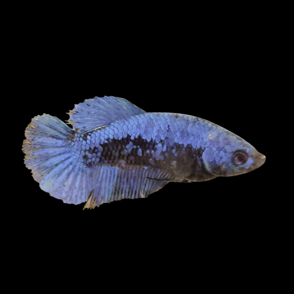 Premium Betta Female Samurai Blue 3cm