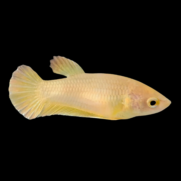 Premium Betta Female Samurai Gold 3cm