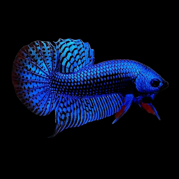 Premium Betta Male Alien Blue 3cm