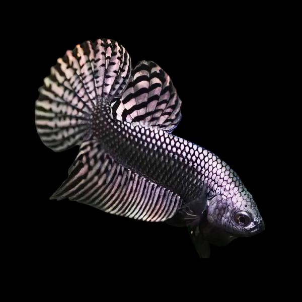 Premium Betta Male Alien Copper 3cm