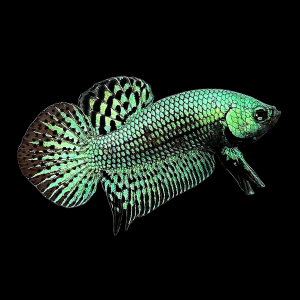Premium Betta Male Alien Green 3cm