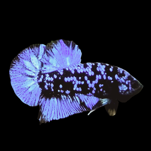 Premium Betta Male Avatar Blue Base 3cm