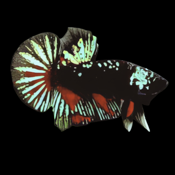 Premium Betta Male Avatar Green Base 3cm