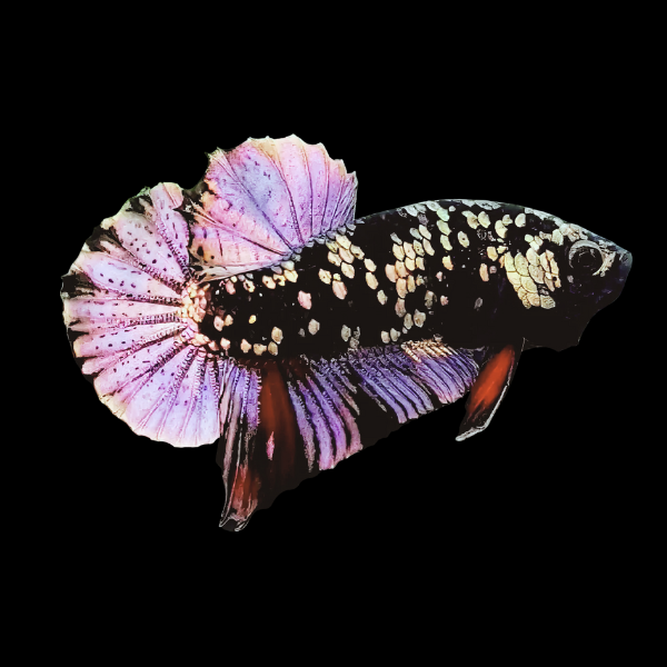 Premium Betta Male Avatar Purple Base 3cm