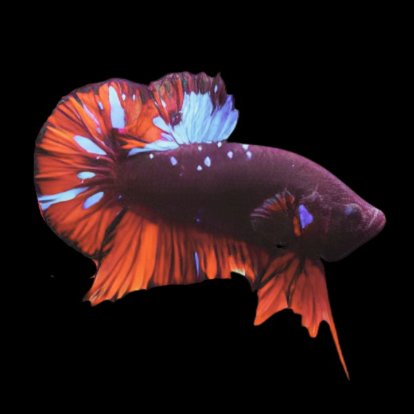 Premium Betta Male Avatar Red Base 3cm