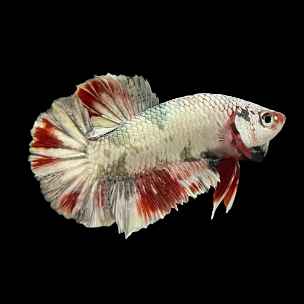 Premium Betta Male Avatar White Base 3cm