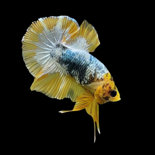 Premium Betta Male Avatar Yellow Base 3cm
