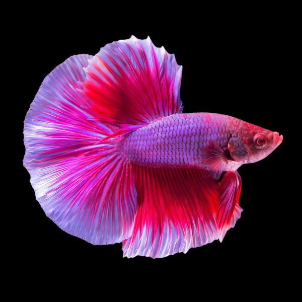 Premium Betta Male Double Tail Pink Based 3cm