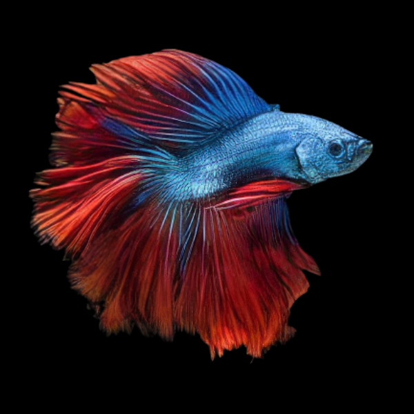 Premium Betta Male Double Tail Red & Blue Based 3cm
