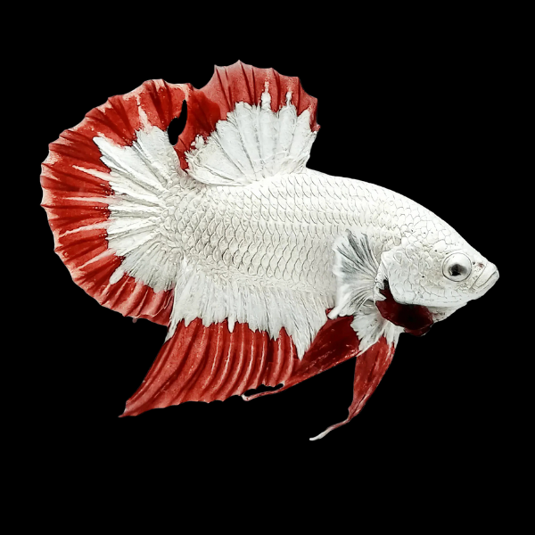 Premium Betta Male Dragon White Based 3cm