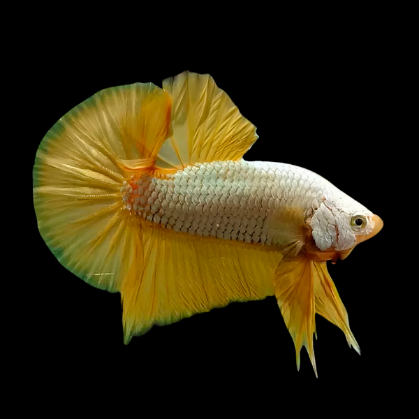 Premium Betta Male Dragon Yellow Based 3cm
