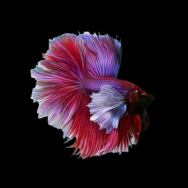 Premium Betta Male Elephant Ear Pink Based 3cm