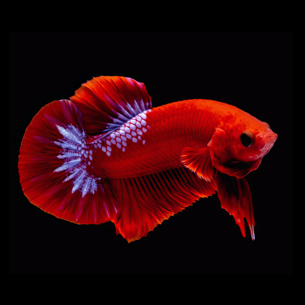 Premium Betta Male Hellboy Red 3cm
