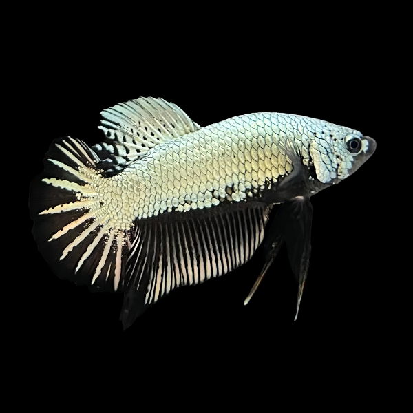 Premium Betta Male Samurai White 3cm