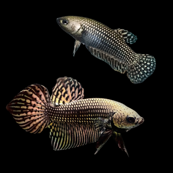 Premium Betta Pair Male & Female Alien Metallic 3cm
