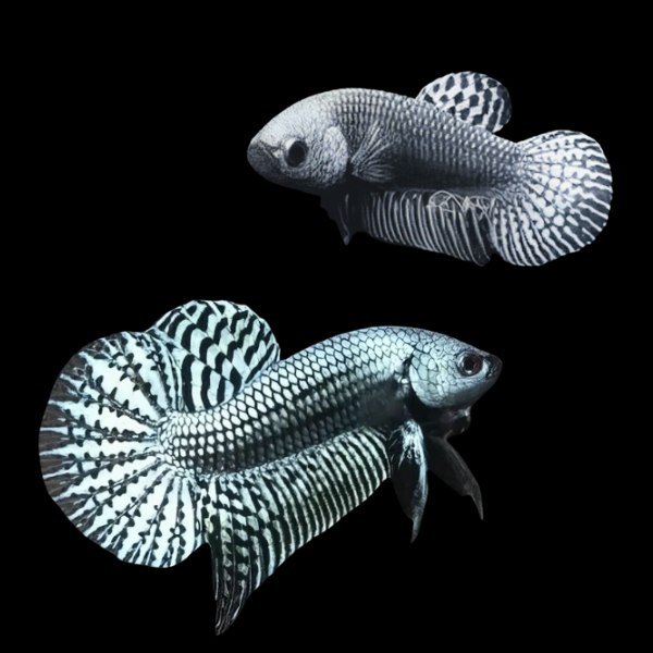 Premium Betta Pair Male & Female Alien Silver 3cm
