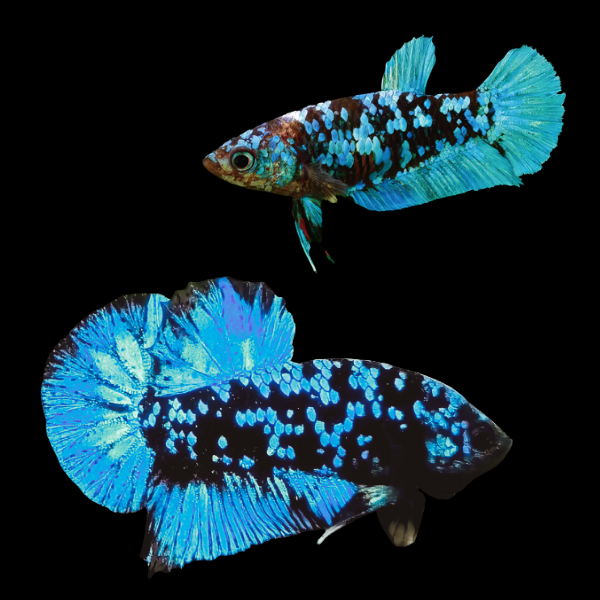 Premium Betta Pair Male & Female Avatar Blue Base 3cm