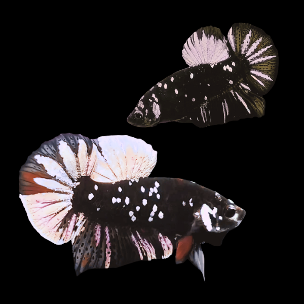 Premium Betta Pair Male & Female Avatar Pink Base 3cm