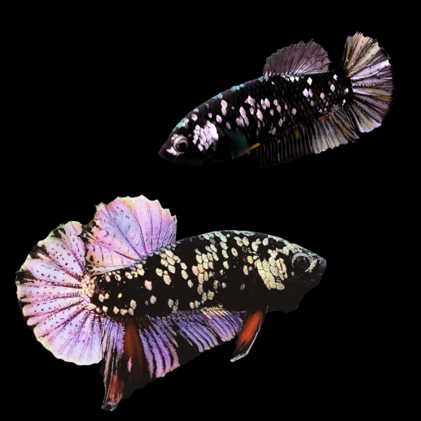 Premium Betta Pair Male & Female Avatar Purple Base 3cm