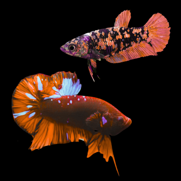 Premium Betta Pair Male & Female Avatar Red Base 3cm