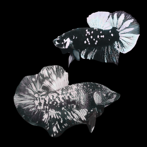 Premium Betta Pair Male & Female Avatar White Base 3cm