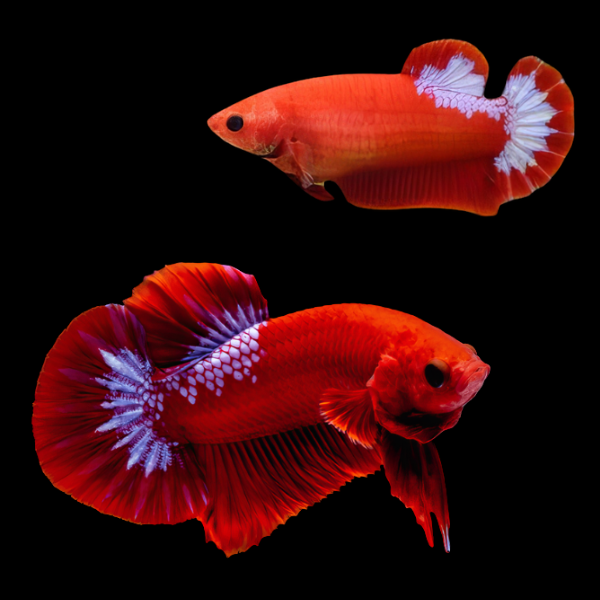 Premium Betta Pair Male & Female Hellboy Red 3cm