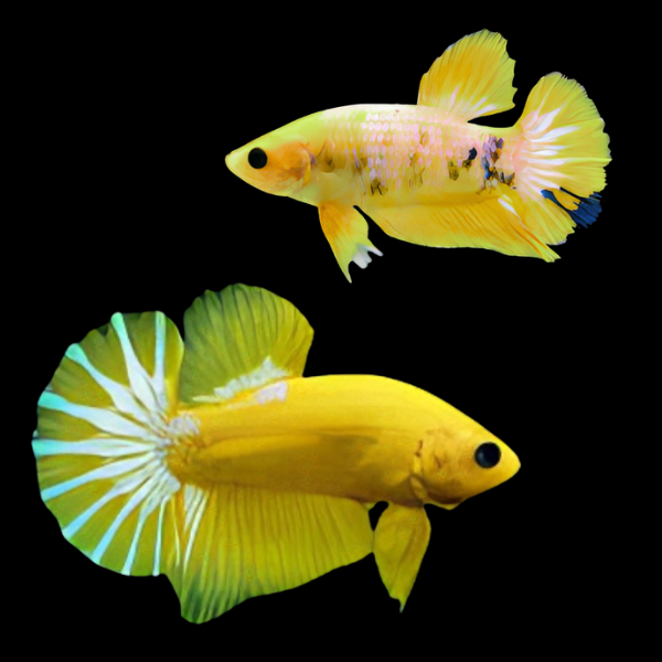 Premium Betta Pair Male & Female Hellboy Yellow 3cm