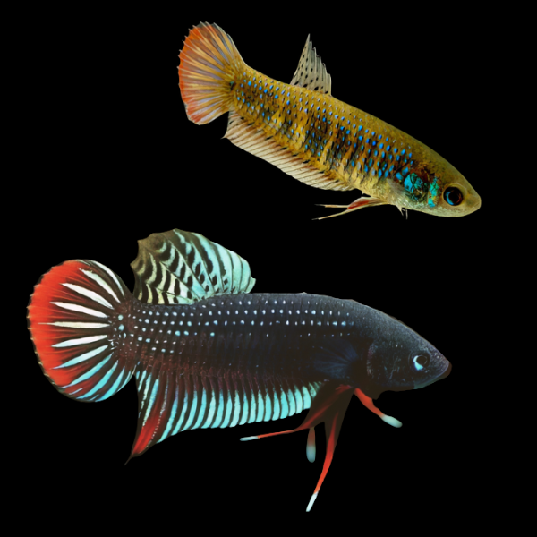Premium Betta Pair Male & Female Wild Siamorientalis 3cm