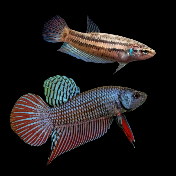 Premium Betta Pair Male & Female Wild Splenden 3cm