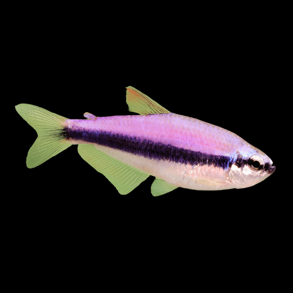Purple Emperor Tetra Nematobrycon Palmeri 2cm