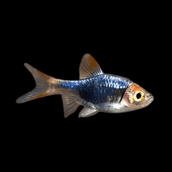 Purple Harlequin Rasbora Trigonostigma Heteromorpha 2cm