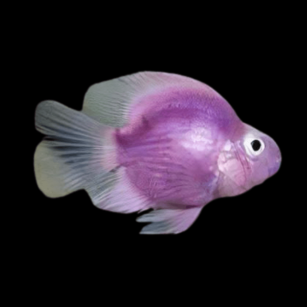 Purple Baby Parrot Fish Hybrid Amphilophus citrinellus √ó Vieja melanurus 3cm
