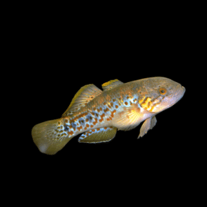 Purple Spotted Gudgeon Mogurnda Adspersa 5cm