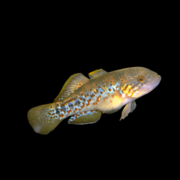 Purple Spotted Gudgeon Mogurnda Adspersa 5cm