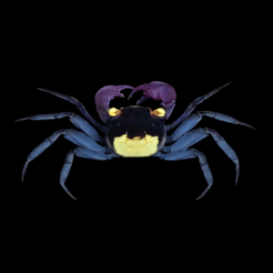 Purple Vampire Crab Geosesarma Dennerle 3cm