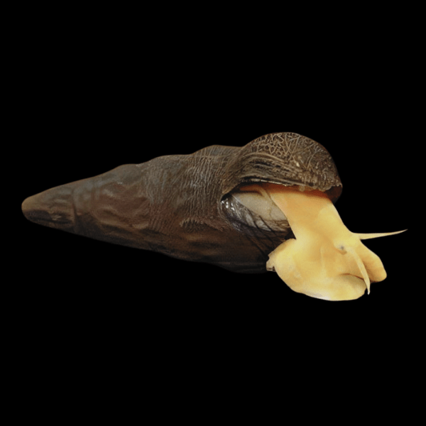 Rabbit Snail Tylomelania 5cm