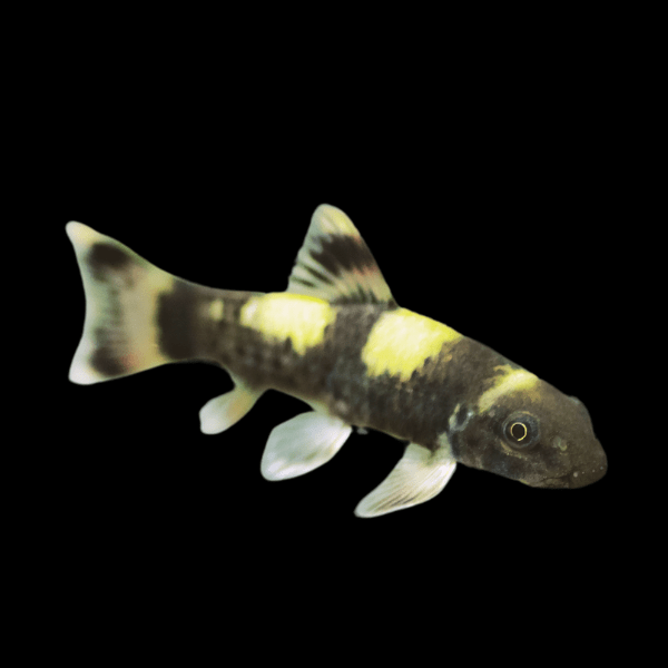 Rainbow Panda Loach Garra Flavatra 5cm