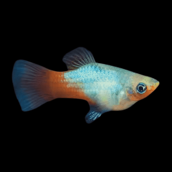 Rainbow Platy Xiphophorus Maculatus 3cm