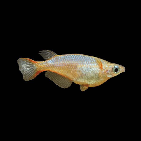 Rainbow Rice Fish Tetra Oryzias Woworae 3cm