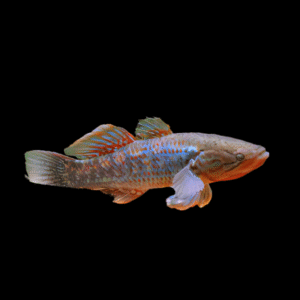 Rainbow Snakehead Gudgeon Giuris Margaritacea 10cm