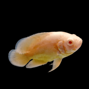 Red Albino Oscar Astronotus Ocellatus
