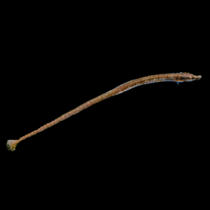Red Belly Pipefish Doryichthys Martensii 8cm