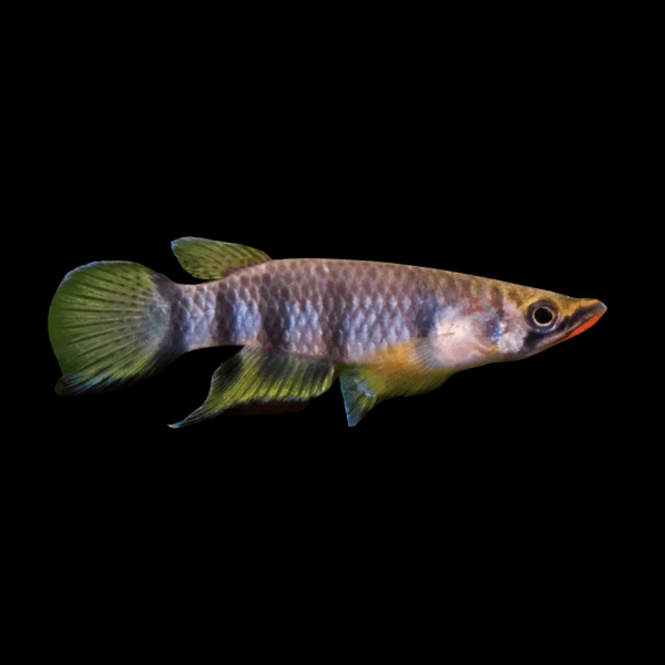 Red Chin Panchax Epiplatys Dageti 3cm