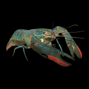 Red Claw Crayfish Cherax Quadricarinatus 5cm