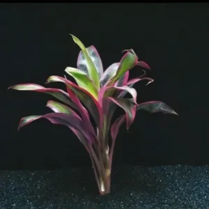 Five Bunched Plants Red Dracena Plant Dracena Species