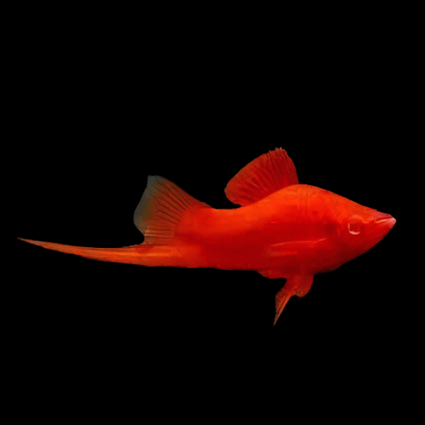 Red Eye Swordtail Xiphophorus Hellerii 3cm