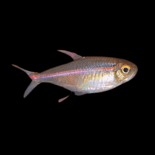 Red Laser Tetra Hemigrammus Coeruleus 3cm