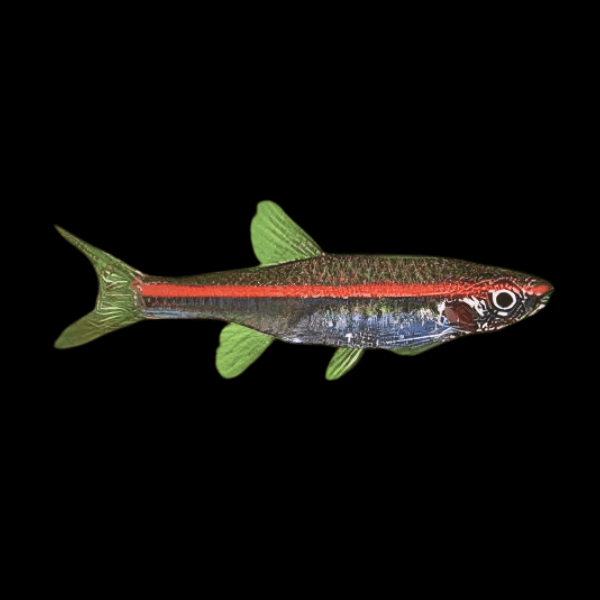 Red Line Rasbora Rasbora Pauciperforata 2cm