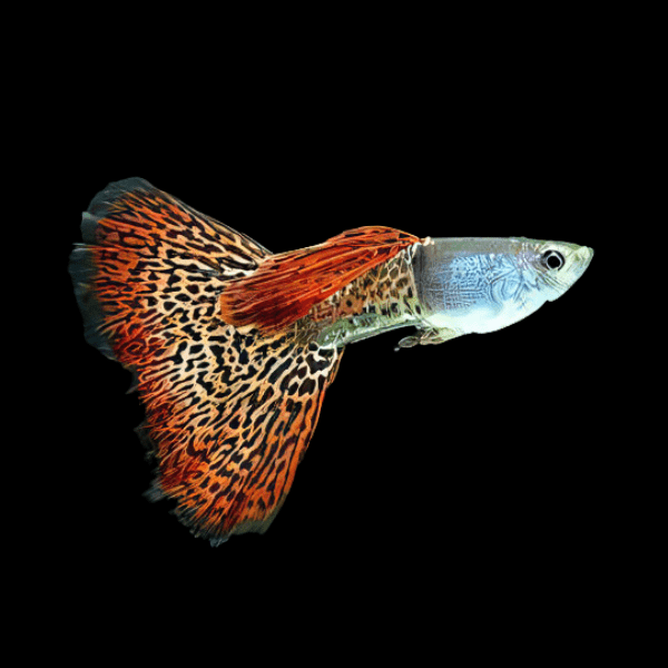 Leopard Male Guppy Poecilia Reticulata 3cm